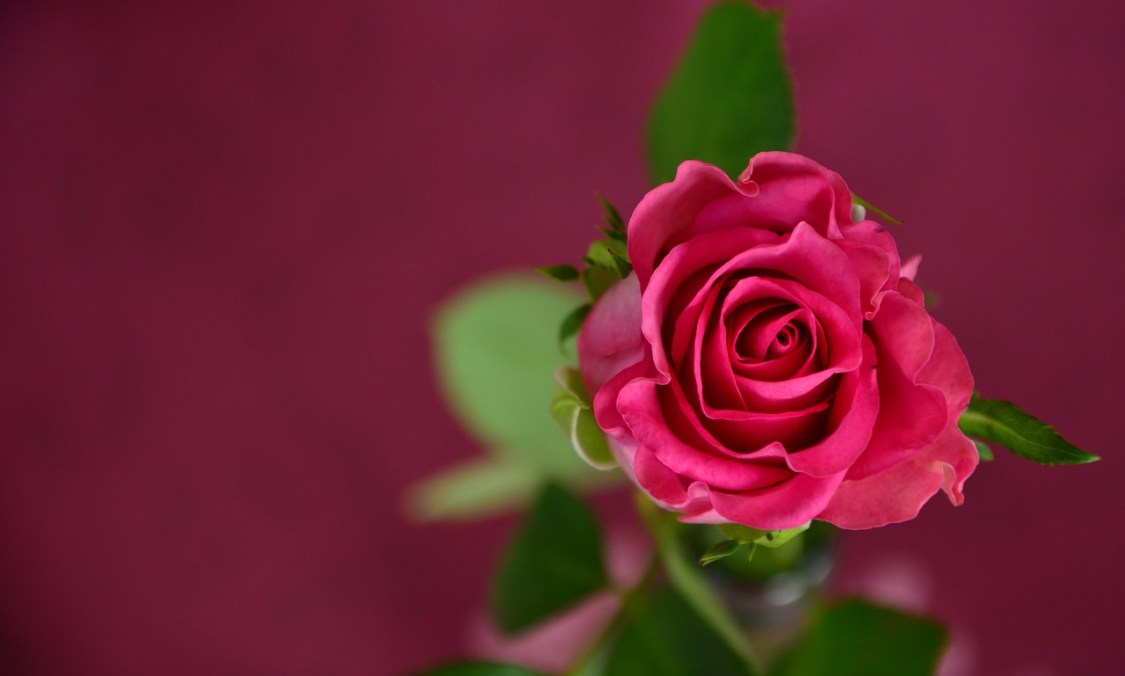rose-693152_1280